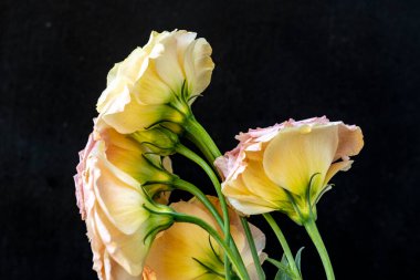 Karanlık arka planda Eustoma çiçeklerini kapat.