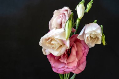 Karanlık arka planda Eustoma çiçeklerini kapat.