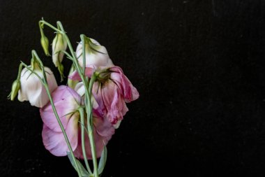 Karanlık arka planda Eustoma çiçeklerini kapat.