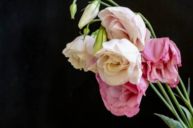 Karanlık arka planda Eustoma çiçeklerini kapat.