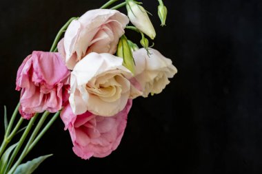 Karanlık arka planda Eustoma çiçeklerini kapat.