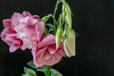 Karanlık arka planda Eustoma çiçeklerini kapat.