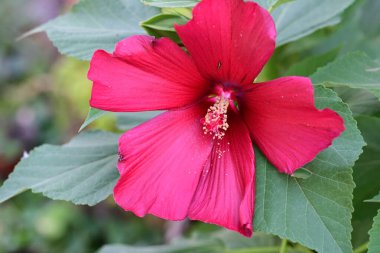 Yeşil yapraklı kırmızı amber çiçeği, yaklaş. 