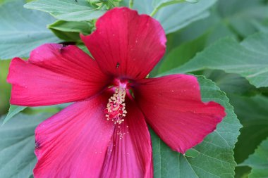 Yeşil yapraklı kırmızı amber çiçeği, yaklaş. 