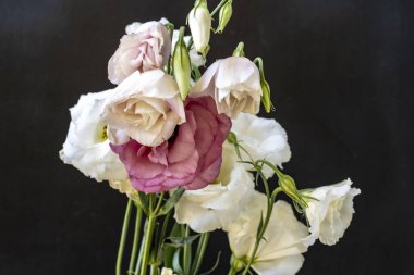 Karanlık arka planda Eustoma çiçeklerini kapat.