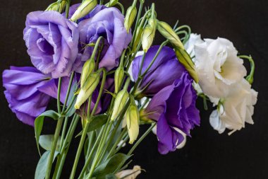 Karanlık arka planda Eustoma çiçeklerini kapat.