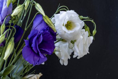 Karanlık arka planda Eustoma çiçeklerini kapat.