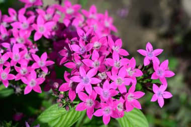 bahçede güzel pembe çiçek yakın çekim 