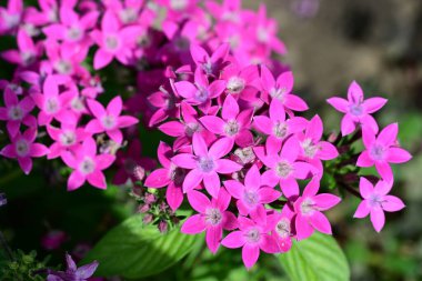 bahçede güzel pembe çiçek yakın çekim 