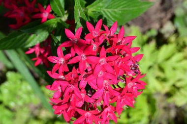 Güzel çiçeklerin yakın çekim görüntüsü, doğa konsepti arka plan 