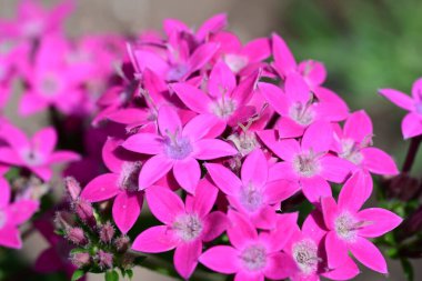 bahçede güzel pembe çiçek yakın çekim 