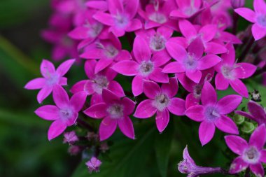 bahçede güzel pembe çiçek yakın çekim 