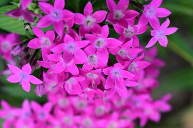 bahçede güzel pembe çiçek yakın çekim 