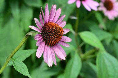 Güzel çiçeklerin yakın çekim görüntüsü, doğa konsepti arka plan 