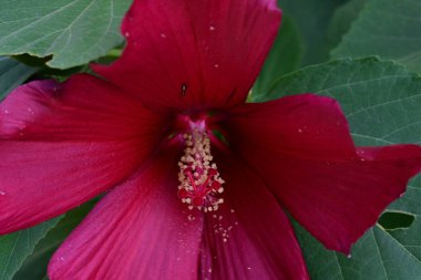 Yeşil yapraklı kırmızı amber çiçeği, yaklaş. 