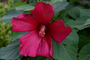 Yeşil yapraklı kırmızı amber çiçeği, yaklaş. 