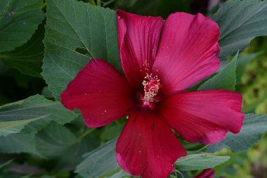 Yeşil yapraklı kırmızı amber çiçeği, yaklaş. 