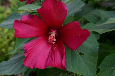 Yeşil yapraklı kırmızı amber çiçeği, yaklaş. 