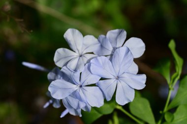 Bahçede mavi ve mor çiçekler 