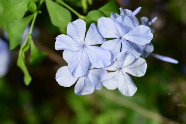 Bahçede mavi ve mor çiçekler 