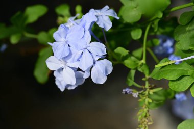 Bahçede mavi ve mor çiçekler 