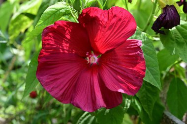 Yeşil yapraklı kırmızı amber çiçeği, yaklaş. 