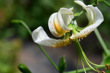 Güzel çiçeklerin yakın çekim görüntüsü, doğa konsepti arka plan 