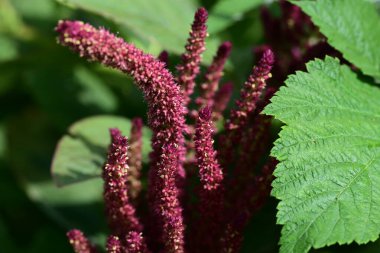 Güzel çiçeklerin yakın çekim görüntüsü, doğa konsepti arka plan 