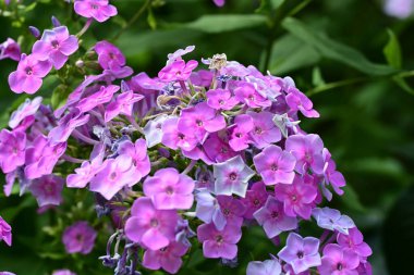 Güzel çiçeklerin yakın çekim görüntüsü, doğa konsepti arka plan 