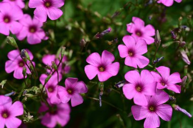 bahçede güzel pembe çiçek yakın çekim 