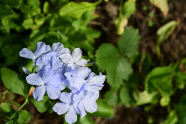 Yakın çekim - güzel çiçek açan mavi çiçekler