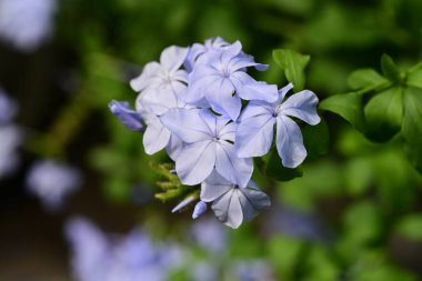Yakın çekim - güzel çiçek açan mavi çiçekler