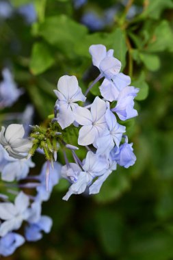Yakın çekim - güzel çiçek açan mavi çiçekler