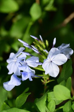 Yakın çekim - güzel çiçek açan mavi çiçekler
