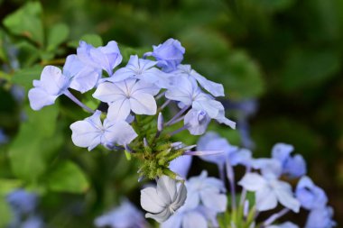 Yakın çekim - güzel çiçek açan mavi çiçekler