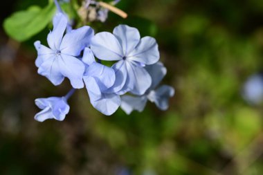 Yakın çekim - güzel çiçek açan mavi çiçekler