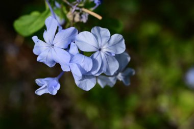 Yakın çekim - güzel çiçek açan mavi çiçekler