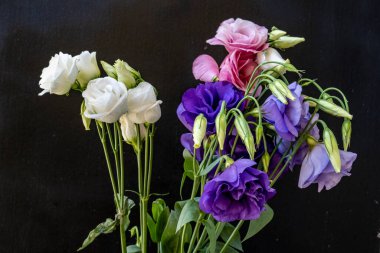 Bir buket güzel Eustoma çiçeği siyah arka planda 