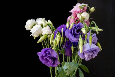Bir buket güzel Eustoma çiçeği siyah arka planda 