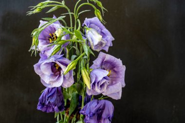 Bir buket güzel Eustoma çiçeği siyah arka planda 