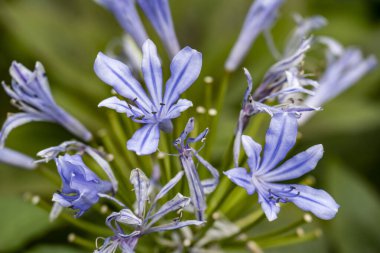 Güzel çiçeklerin yakın çekim görüntüsü, doğa konsepti arka plan 