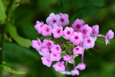Güzel çiçeklerin yakın çekim görüntüsü, doğa konsepti arka plan 
