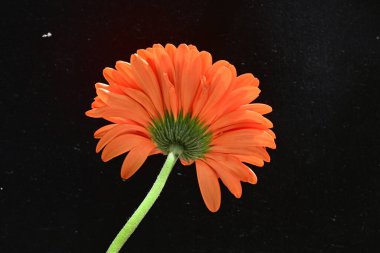 Güzel kırmızı Gerbera çiçeğinin yakın görüntüsü, siyah arka plan