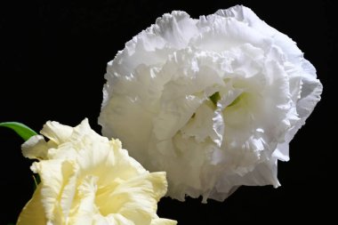 Östoma çiçeklerini siyah arkaplanda kapat