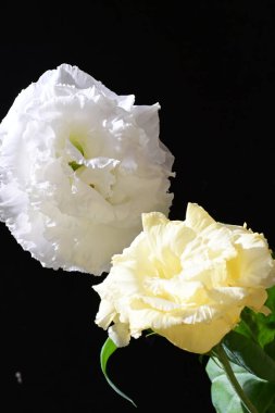 Östoma çiçeklerini siyah arkaplanda kapat