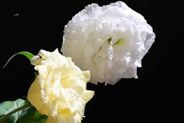 Östoma çiçeklerini siyah arkaplanda kapat