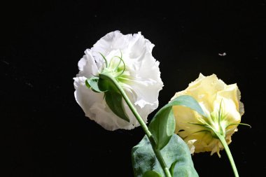 Östoma çiçeklerini siyah arkaplanda kapat