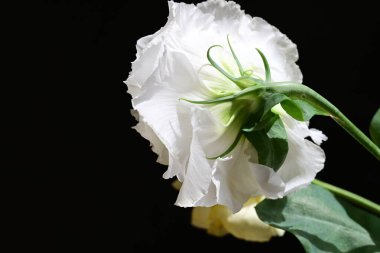 Östoma çiçeklerini siyah arkaplanda kapat