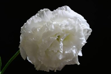 Östoma çiçeklerini siyah arkaplanda kapat