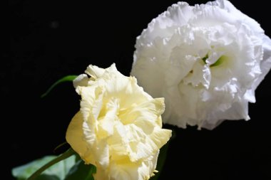 Östoma çiçeklerini siyah arkaplanda kapat